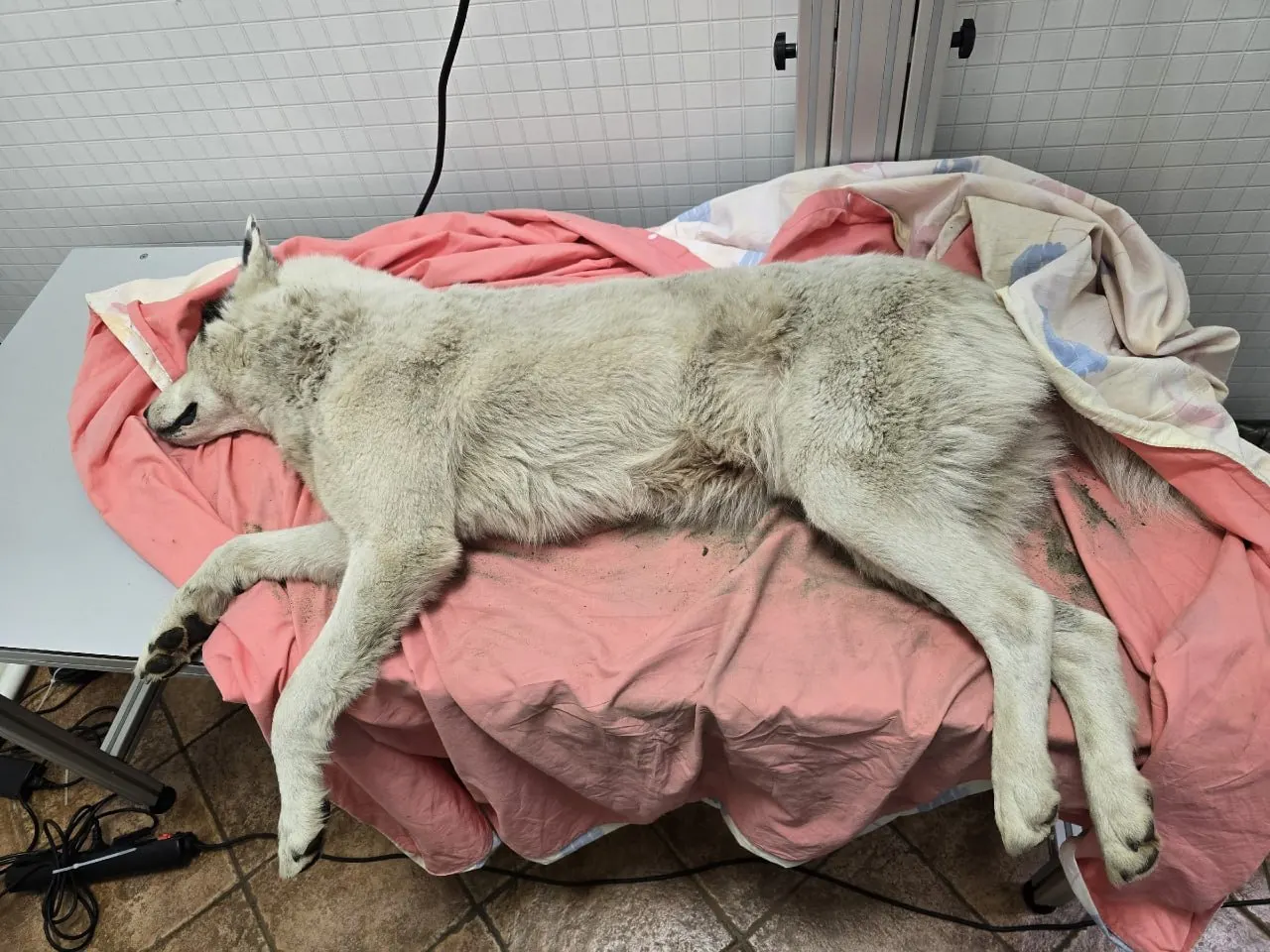 В окрестностях поселка Приветнинское нашли двух раненых собак: животных доставили в клинику в Выборге, волонтёры объявили сбор средств на лечение, полиция проводит проверку.