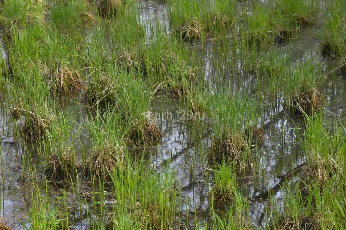 На&nbsp;благоустройство Ломоносовского парка направят 48,4&nbsp;млн&nbsp;рублей