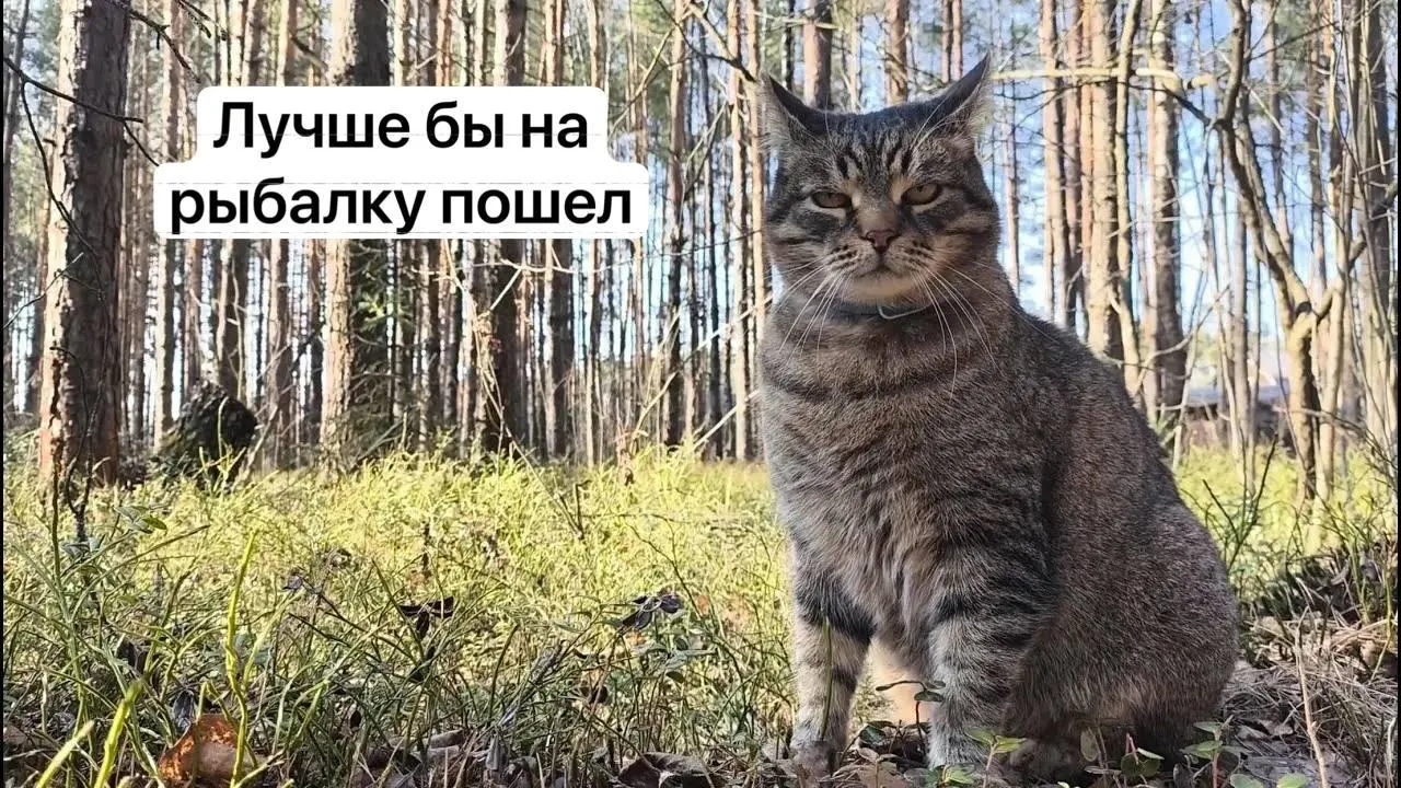 С 1 сентября 2027 года для сбора ряда редких и включённых в красную книгу грибов нужно будет оформить разрешение на портале «Госуслуги». Заявки будут рассматривать до 15 дней, за незаконный сбор предусмотрена уголовная ответственность.