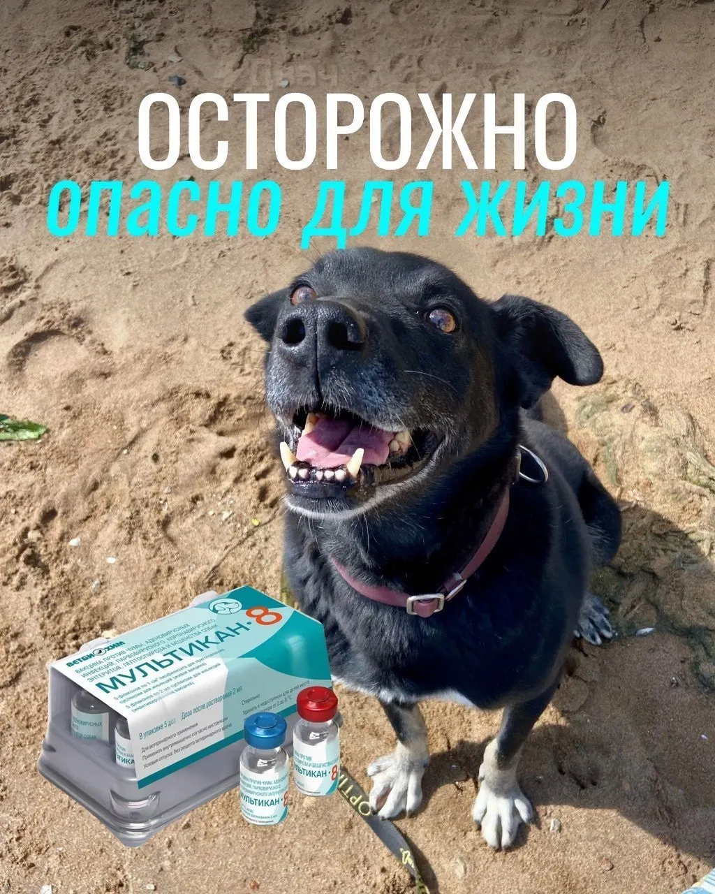 После прививок у собак наблюдались тяжёлые симптомы, а часть партии вакцины была изъята. Причинно‑следственная связь пока не подтверждена.