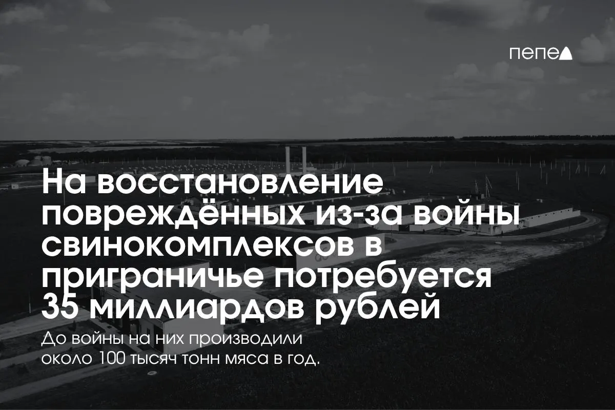 Расходы на защиту и восстановление свиноводческих предприятий Белгородской, Курской и Брянской областей достигают 35 млрд рублей — ситуация на границе сказывается на производстве мяса.