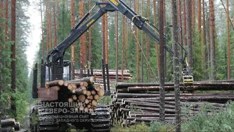 В регионе за первые шесть месяцев 2026 года число лесопромышленных предприятий и ИП снизилось, причины — рост логистических затрат и проблемы с закупкой техники.