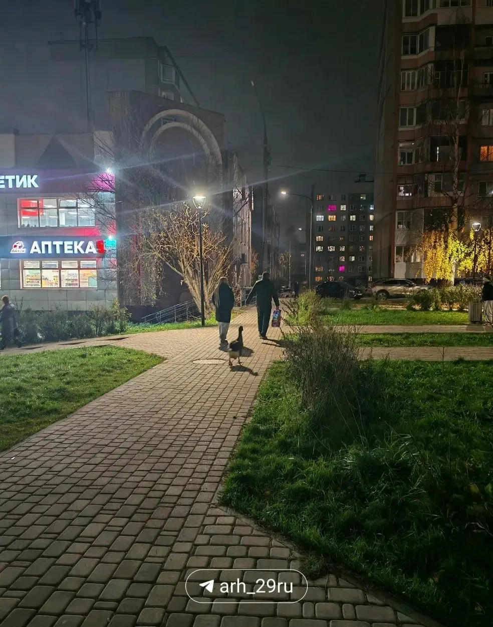 Необычного питомца заметили местные жители: гусь идёт за хозяйкой, словно верный компаньон, по улицам и магазинам Архангельска.